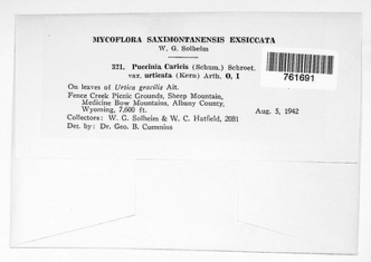 Puccinia caricis var. urticata image
